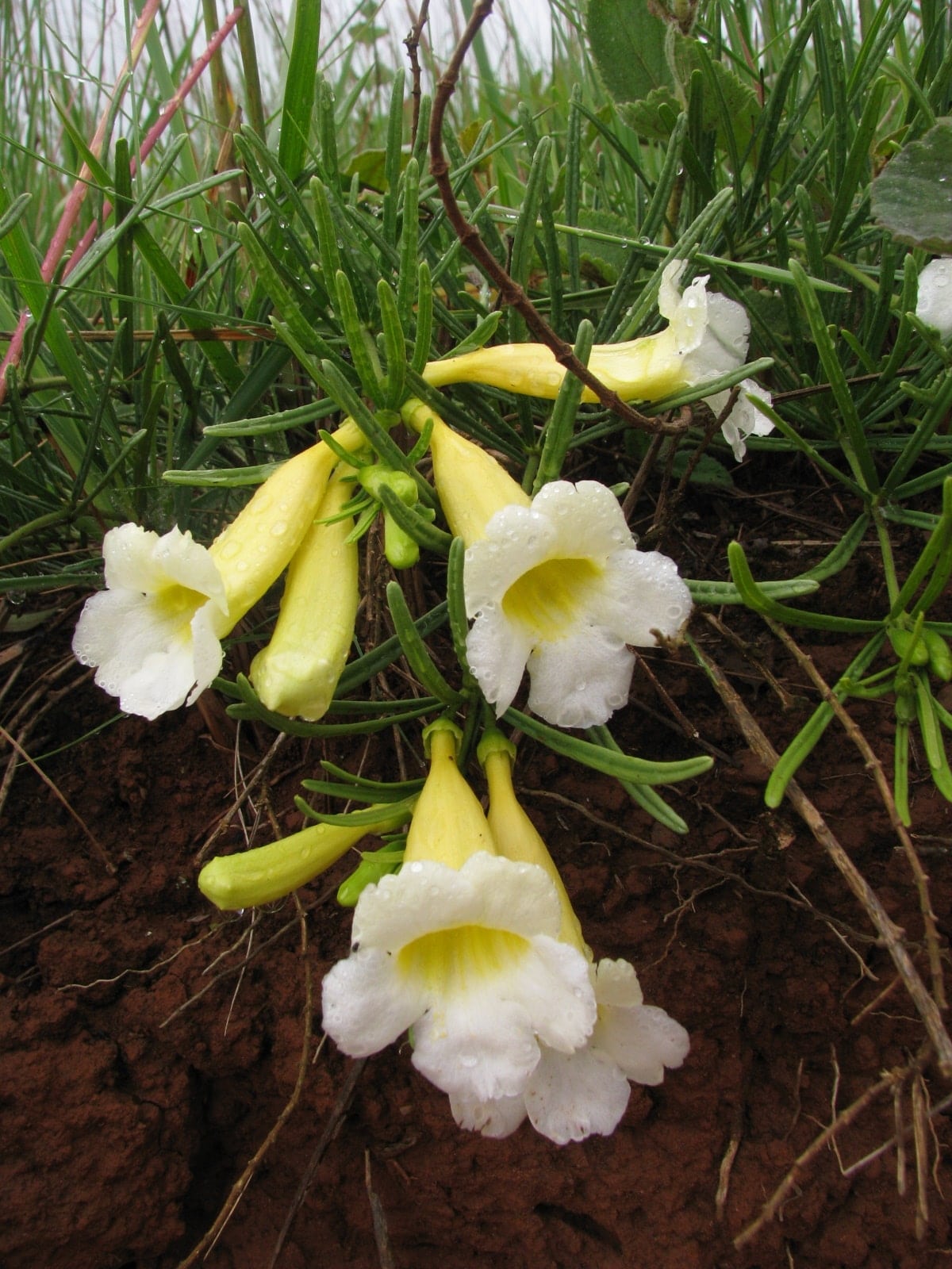 CATUABA  カツアバ 71ae-GXkOgL.jpg