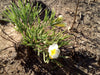 catuaba-Anemopaegma-plant