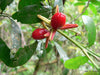 catuaba-trichilia-fruit
