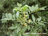 catuaba-trichilia-plant