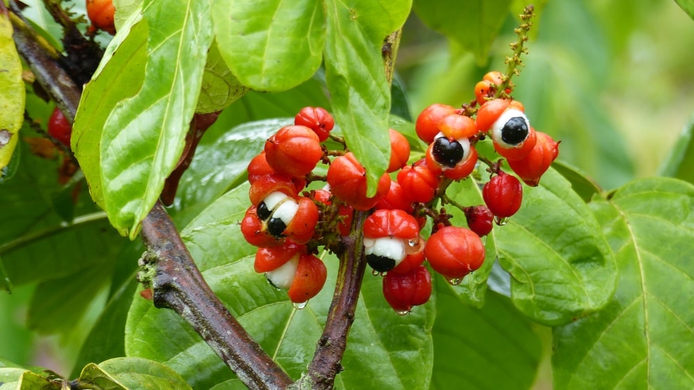Guarana Powder (Paullinia cupana) | The Tropical Link