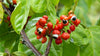 guarana-fruit-branch