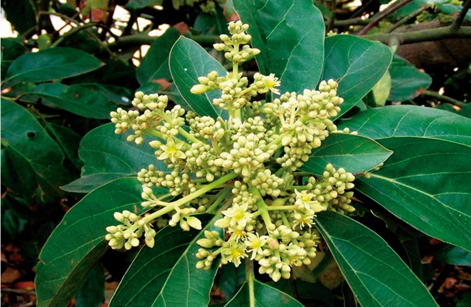 Muira Puama Powder (Ptychopetalum olacoides) The Tropical Link