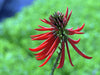 mulungu-flower