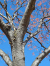 erythrina-mulungu-tree-bark
