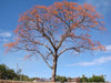 erythrina-mulungu-tree